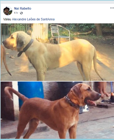 Post 653 – Uncle Chico Newsletter # 247 – OFB = The Second Great  Miscegenation in the Fila Brasileiro ??? – Date:Jun, 2nd.-2019