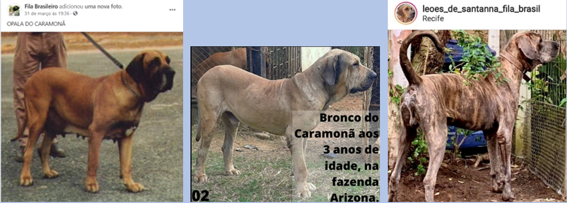 Post n° 420 – Uncle Chico Newsletter # 156 – English magazine Modern  Molosser published an excellent article about the Fila Brasileiro – Date:  Nov, 8th.-2016